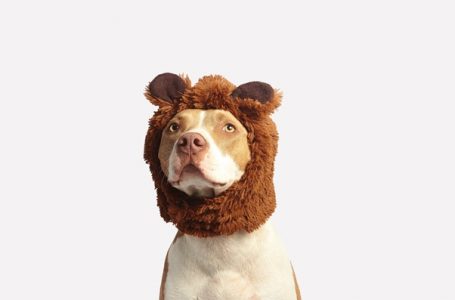 Trick or Treat!: Celebrate Your Dog’s First Halloween