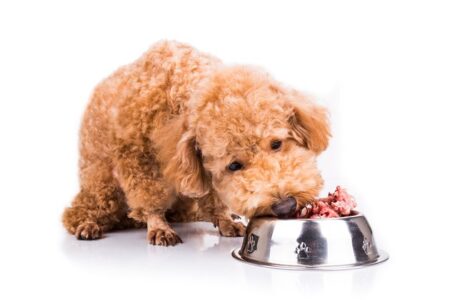 How Can Raw Feeding Benefit Your Dog?