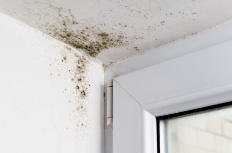 Why You Might Need Mold Removal in Your Home
