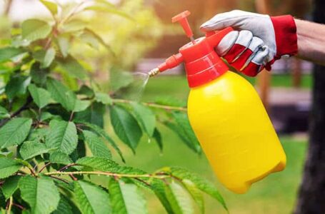 Natural Pest Control Procedures: How Does It Help