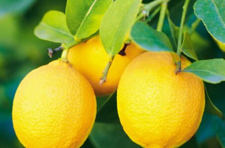 Everything You Need to Know About Lemon Hydrosol