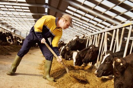 The Importance Of Quality Feed For Your Livestock.