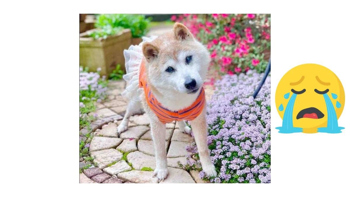 Kabosu Dies: Mourning the Iconic Shiba Inu Behind the Doge Meme ...