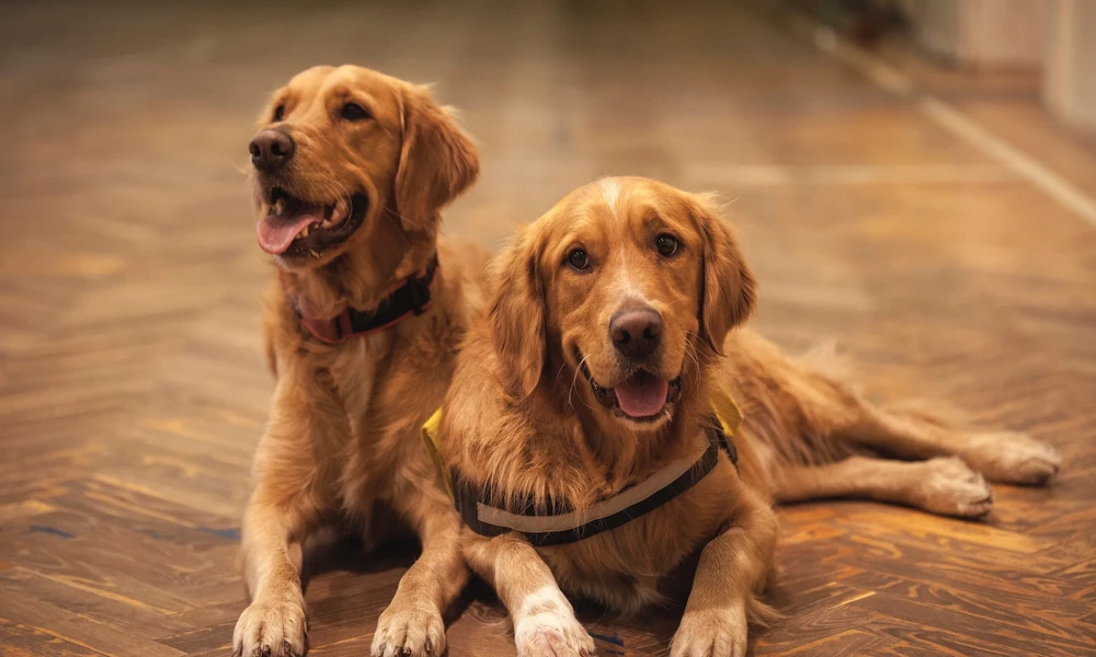 Why Dental X Rays Are Important In Veterinary Clinics
