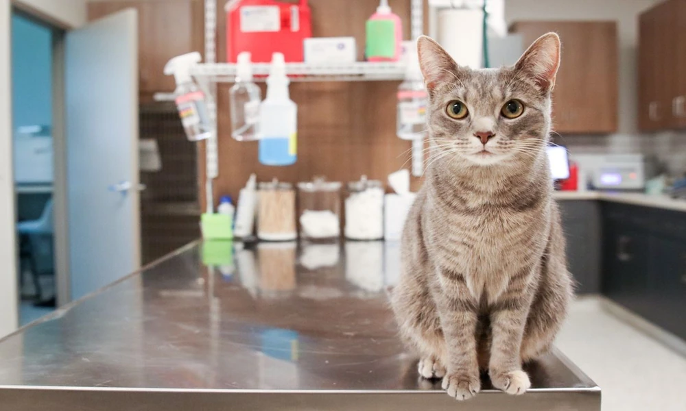 Why Annual Exams Are Especially Important For Cats